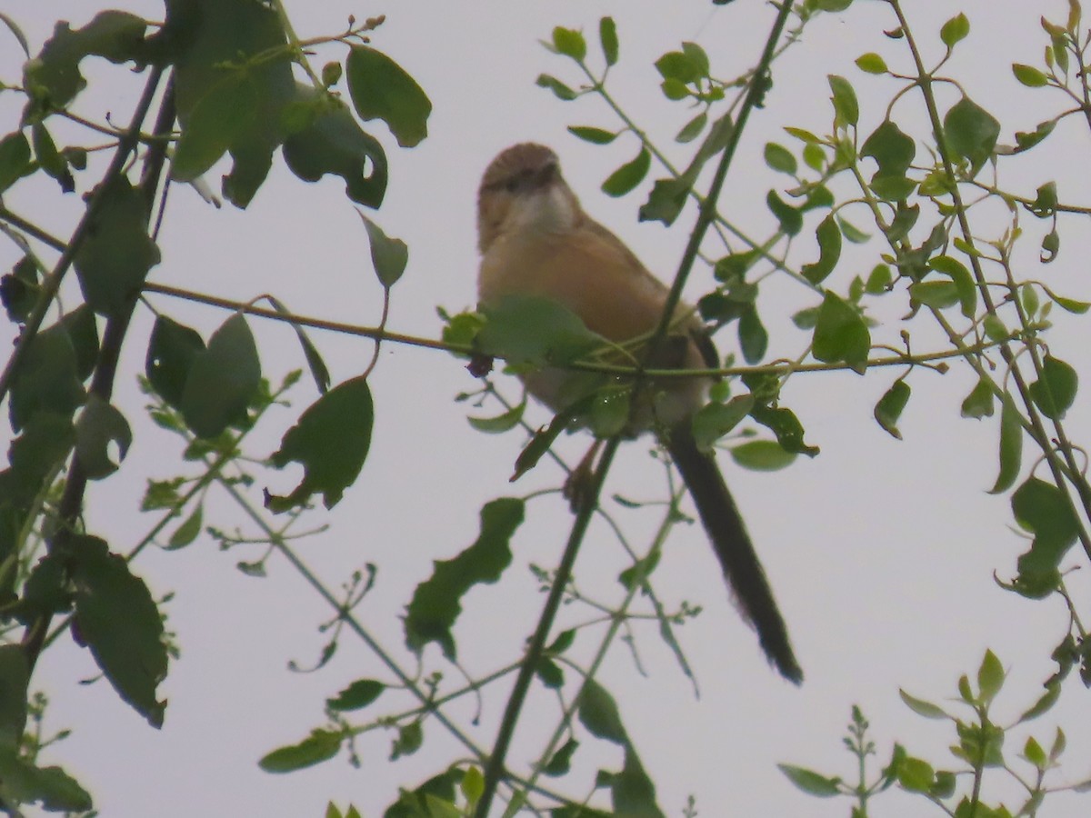Common Babbler - ML647670925