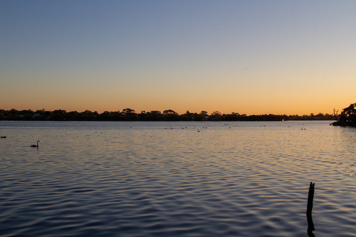 Black Swan - ML647670933