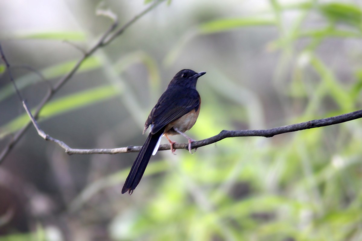 White-rumped Shama - ML647670934