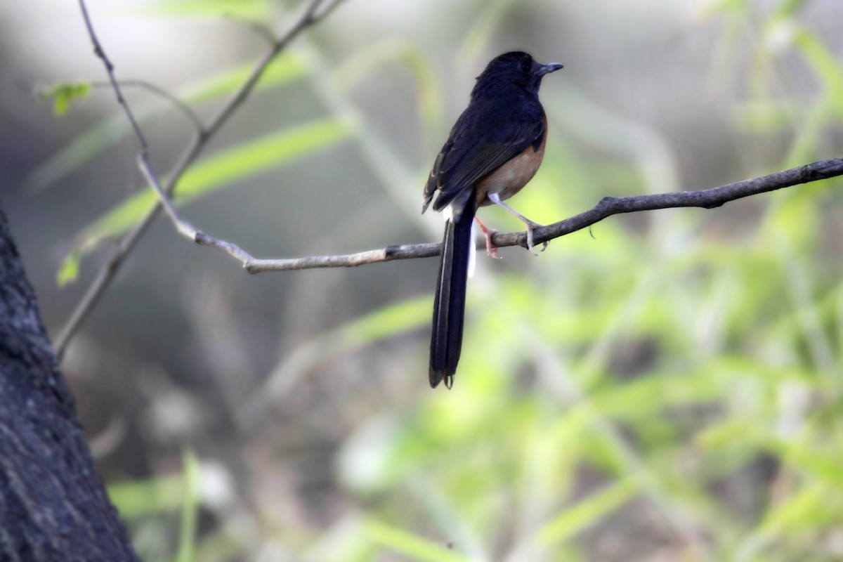 White-rumped Shama - ML647670935