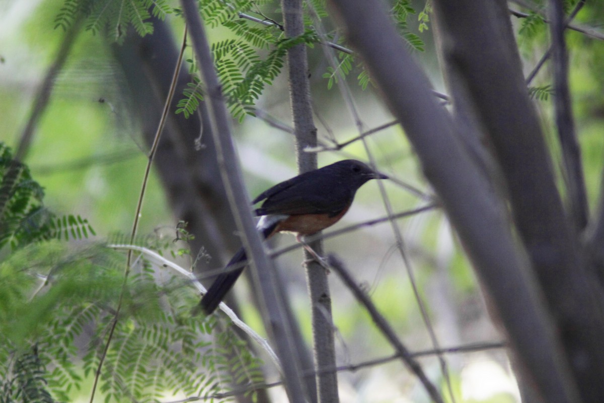 White-rumped Shama - ML647670936