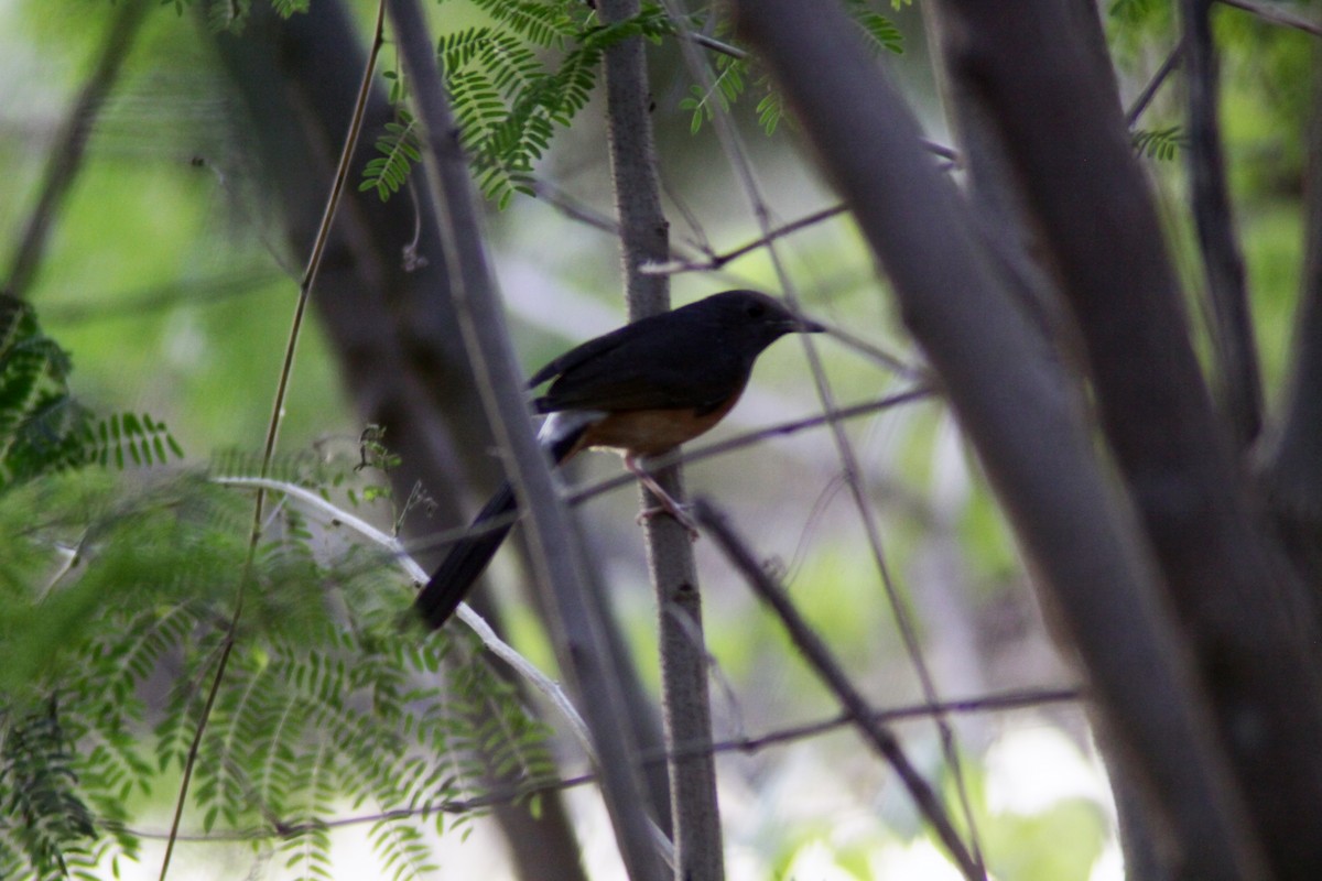White-rumped Shama - ML647670937