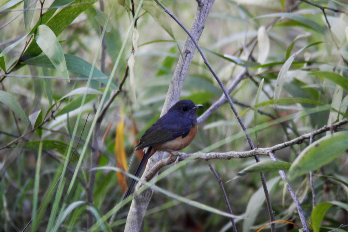 White-rumped Shama - ML647670938