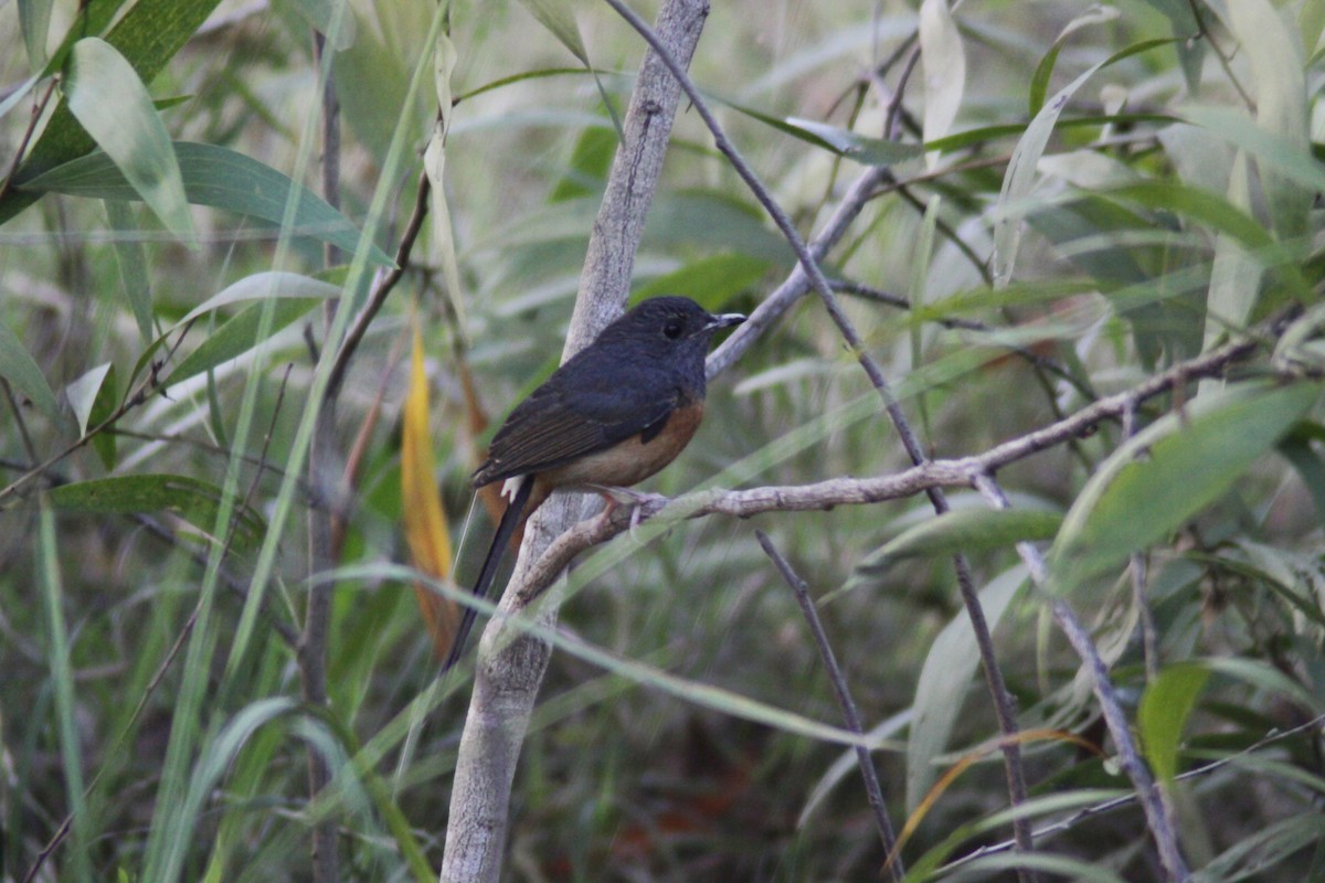 White-rumped Shama - ML647670939