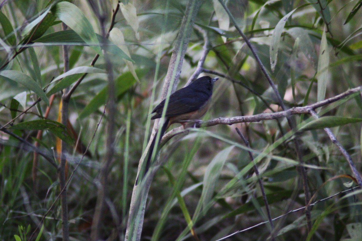 White-rumped Shama - ML647670940