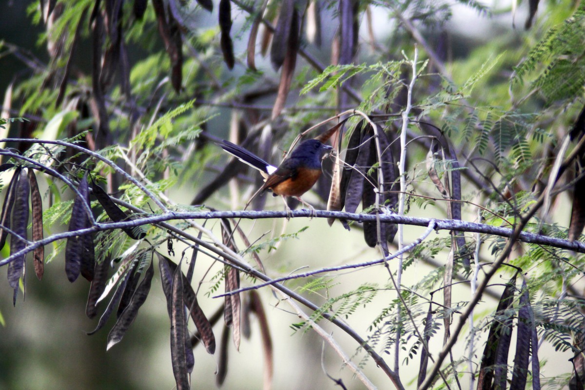 White-rumped Shama - ML647670941