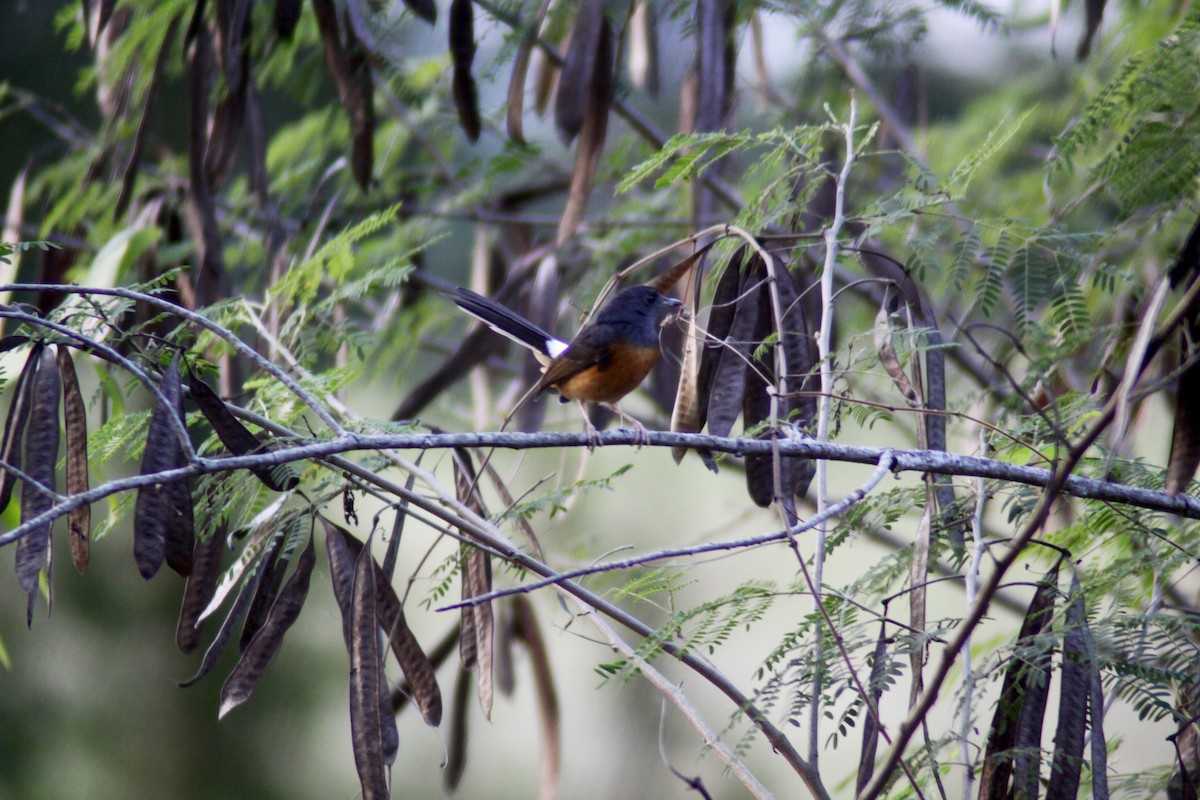White-rumped Shama - ML647670942