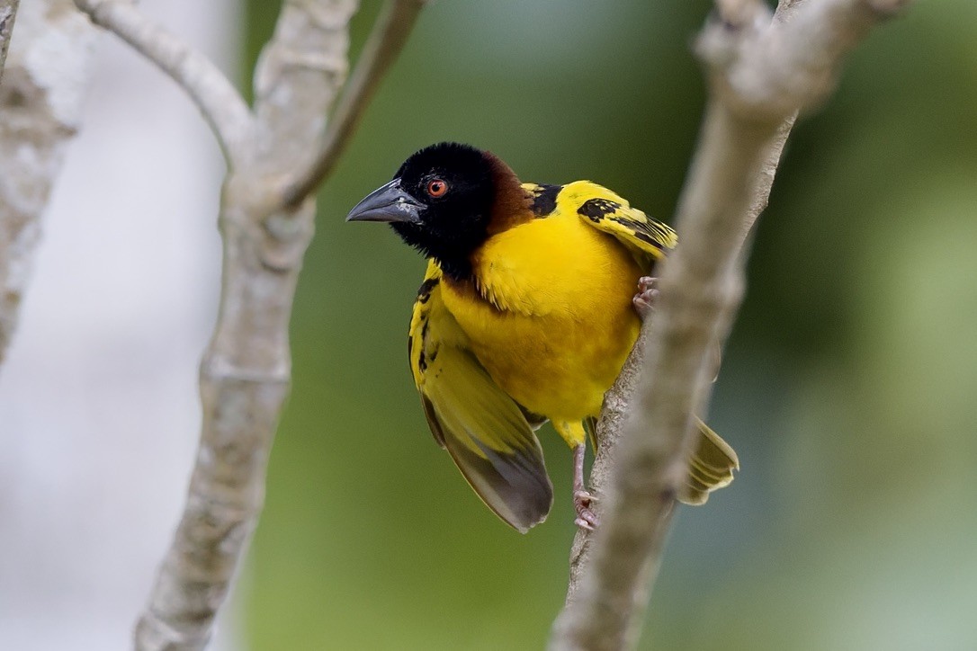 Village Weaver - ML647670947