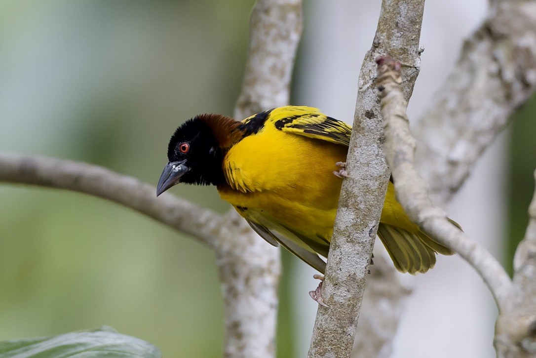 Village Weaver - ML647670948