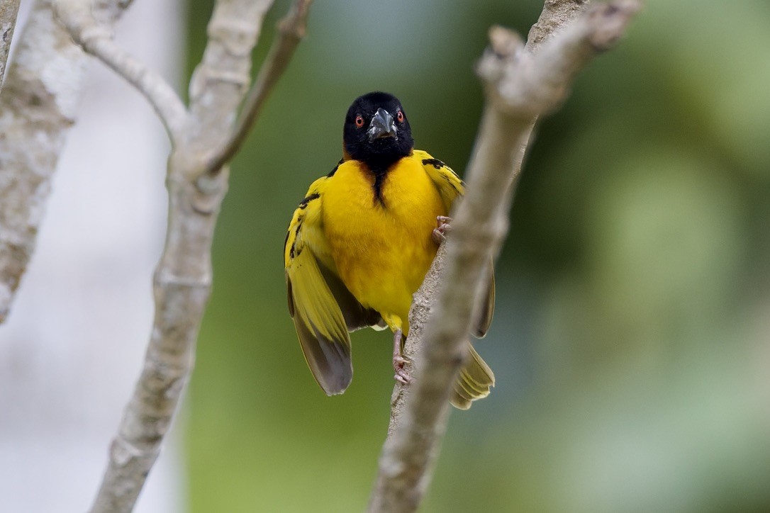 Village Weaver - ML647670949
