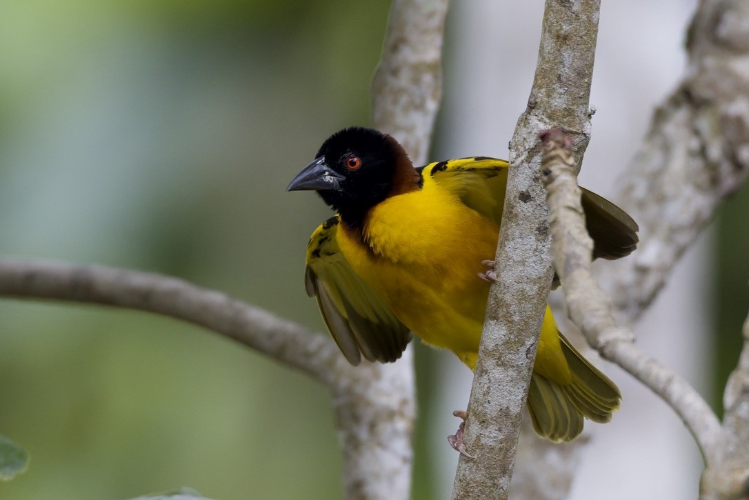 Village Weaver - ML647670950