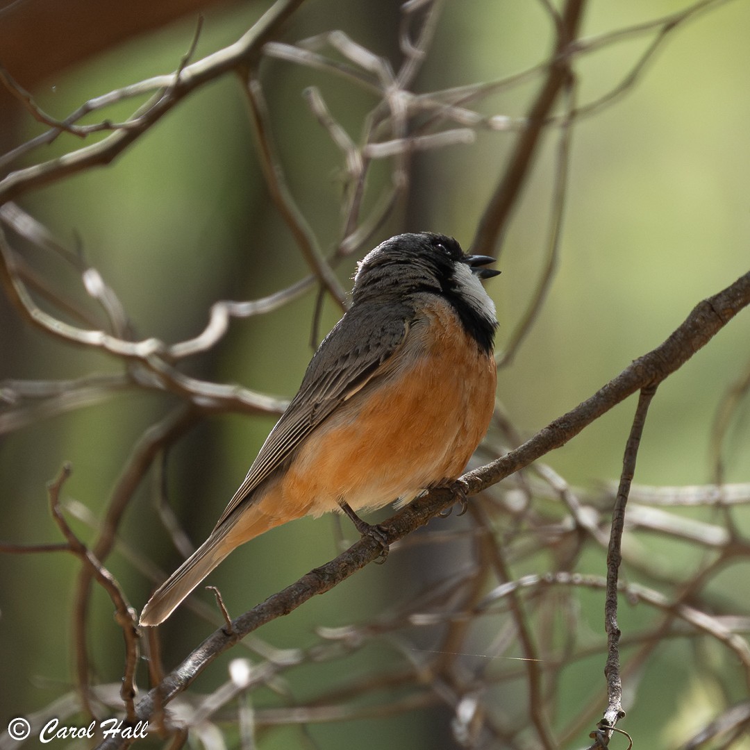 Rufous Whistler (Australian) - ML647670951