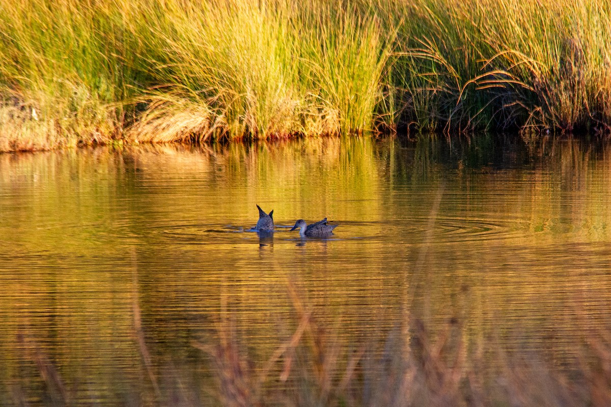 Gray Teal - ML647670954