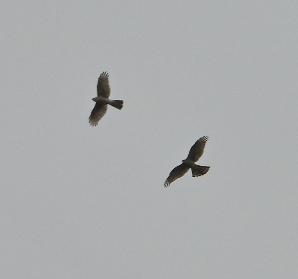 Eurasian Sparrowhawk - ML647670955