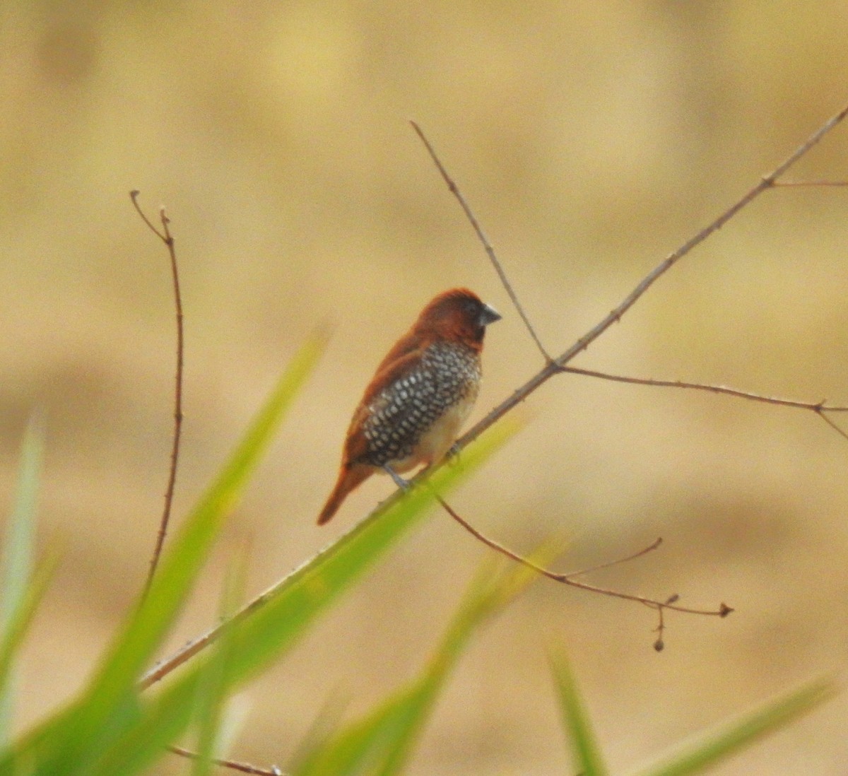Scaly-breasted Munia - ML647670956