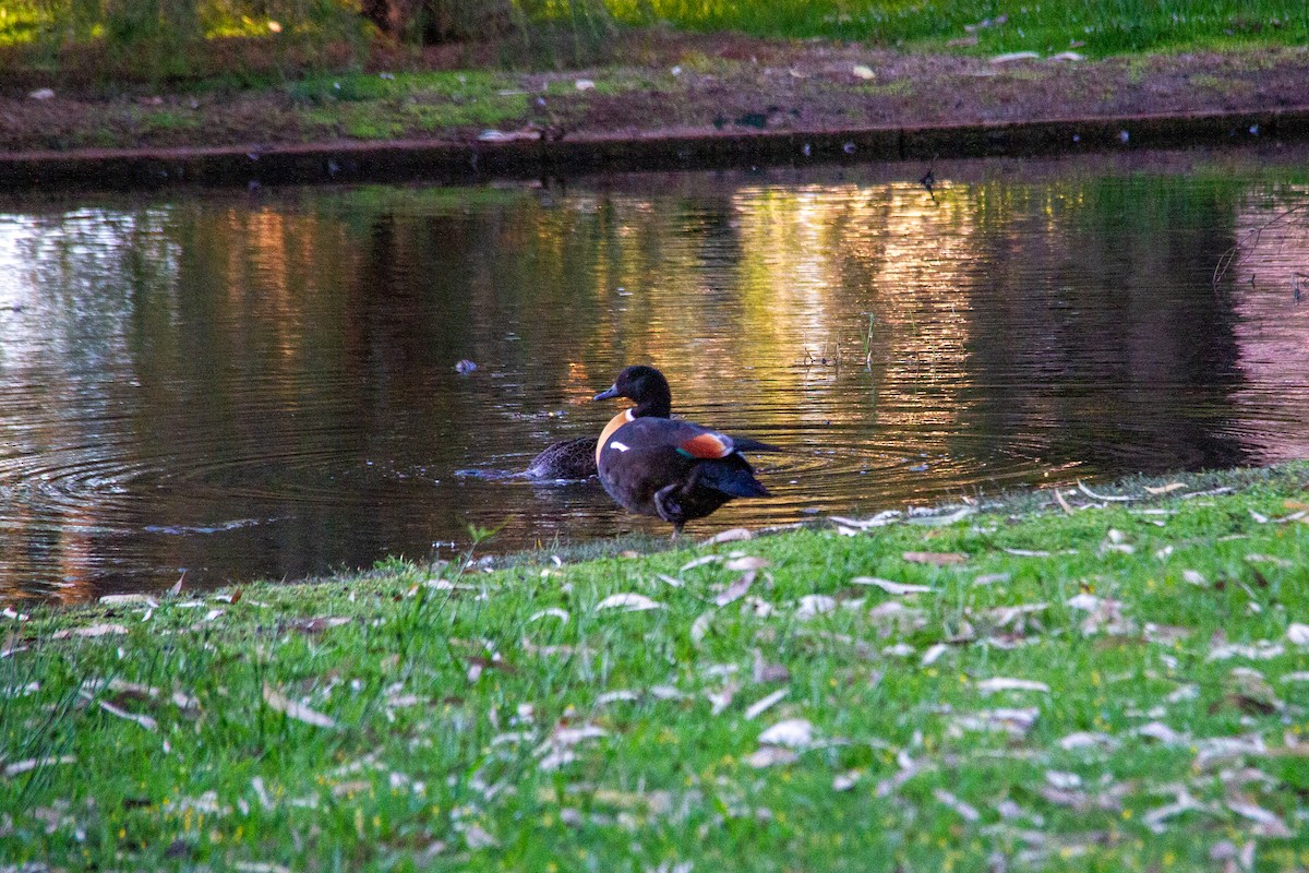 Australian Shelduck - ML647670971