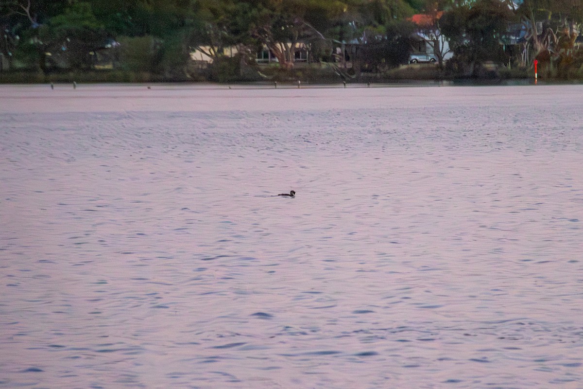 Musk Duck - ML647670975