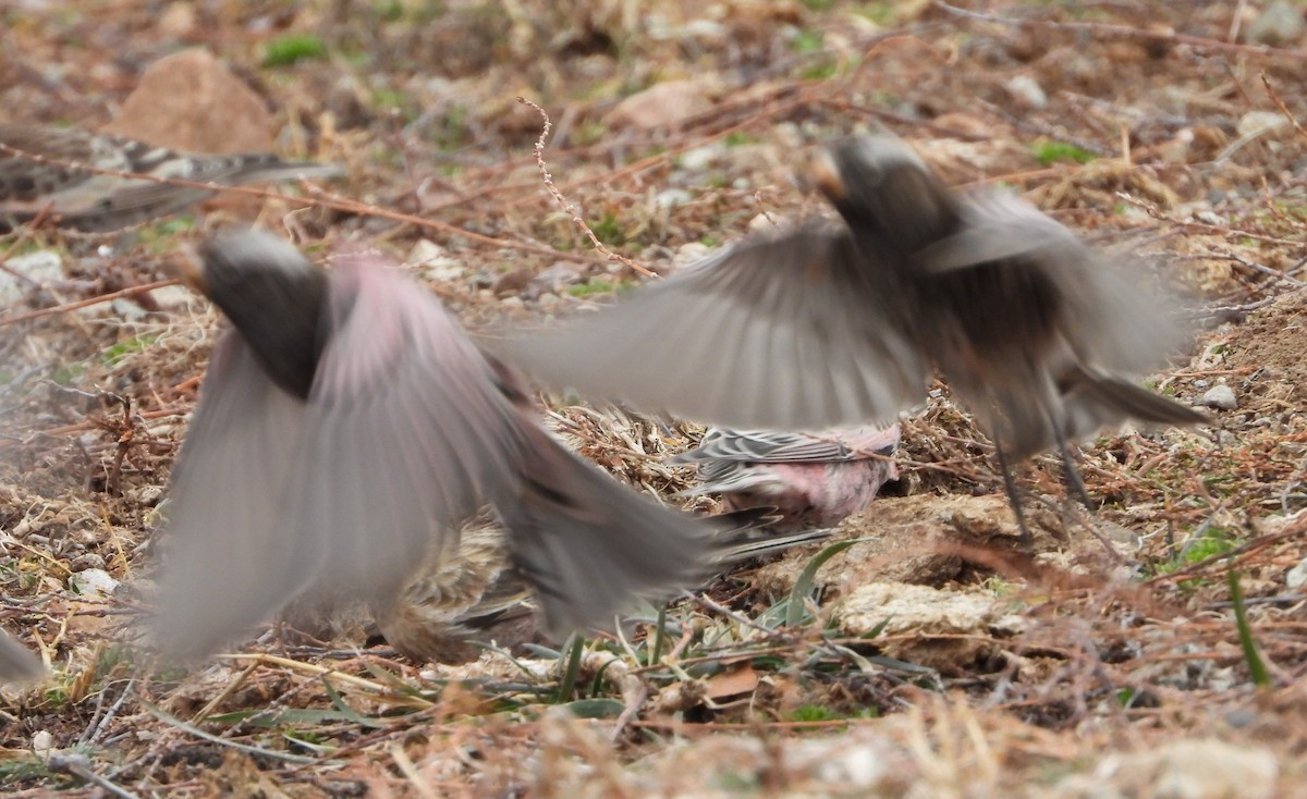 Black Rosy-Finch - ML647670992