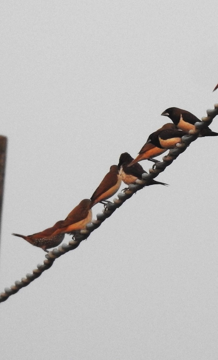 Beyaz Belli Munya - ML647670997