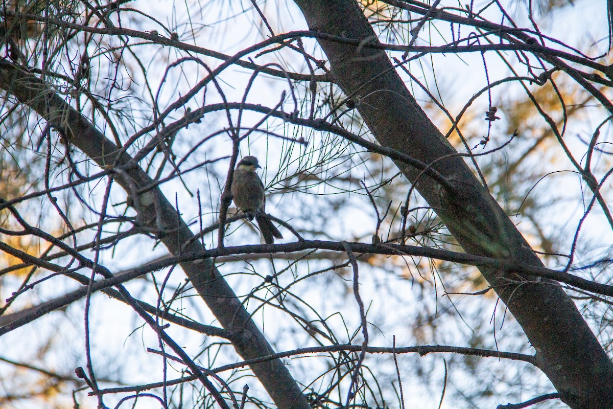 Медник жовтокрилий - ML647670999