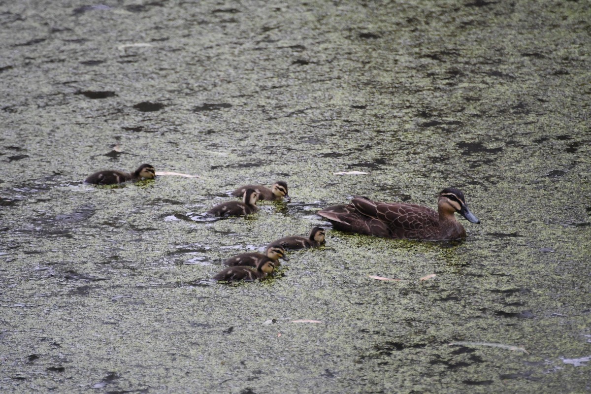 Крижень австралійський - ML647671006