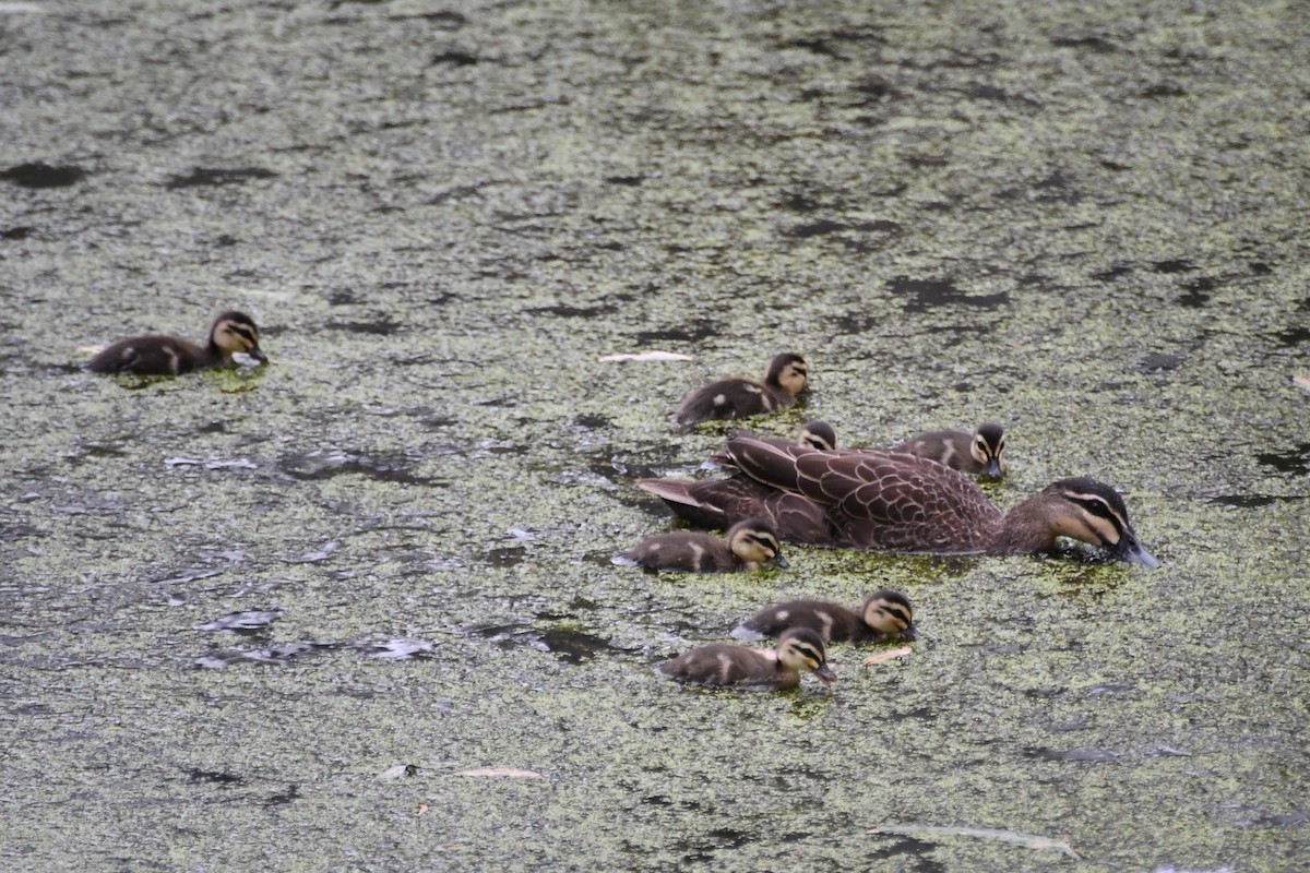 Крижень австралійський - ML647671007