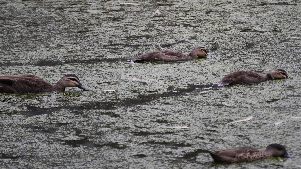 Крижень австралійський - ML647671018