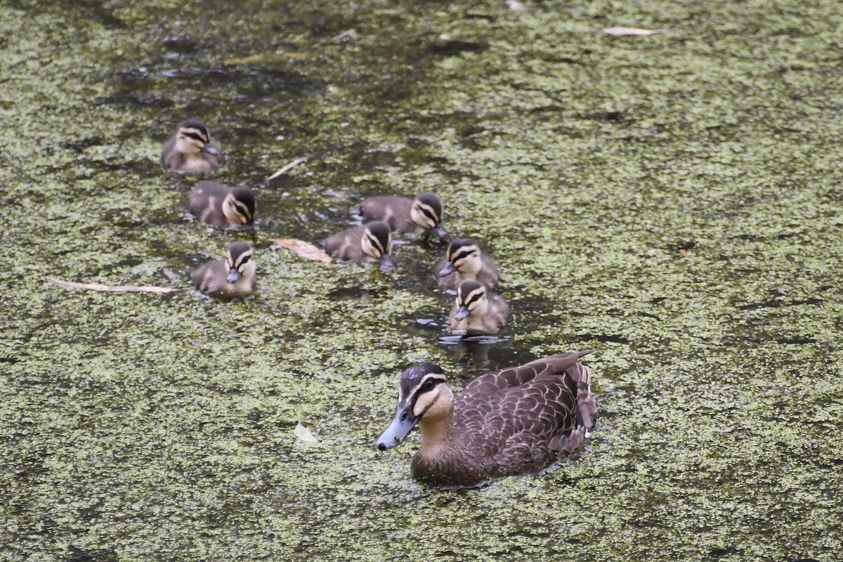 Крижень австралійський - ML647671024