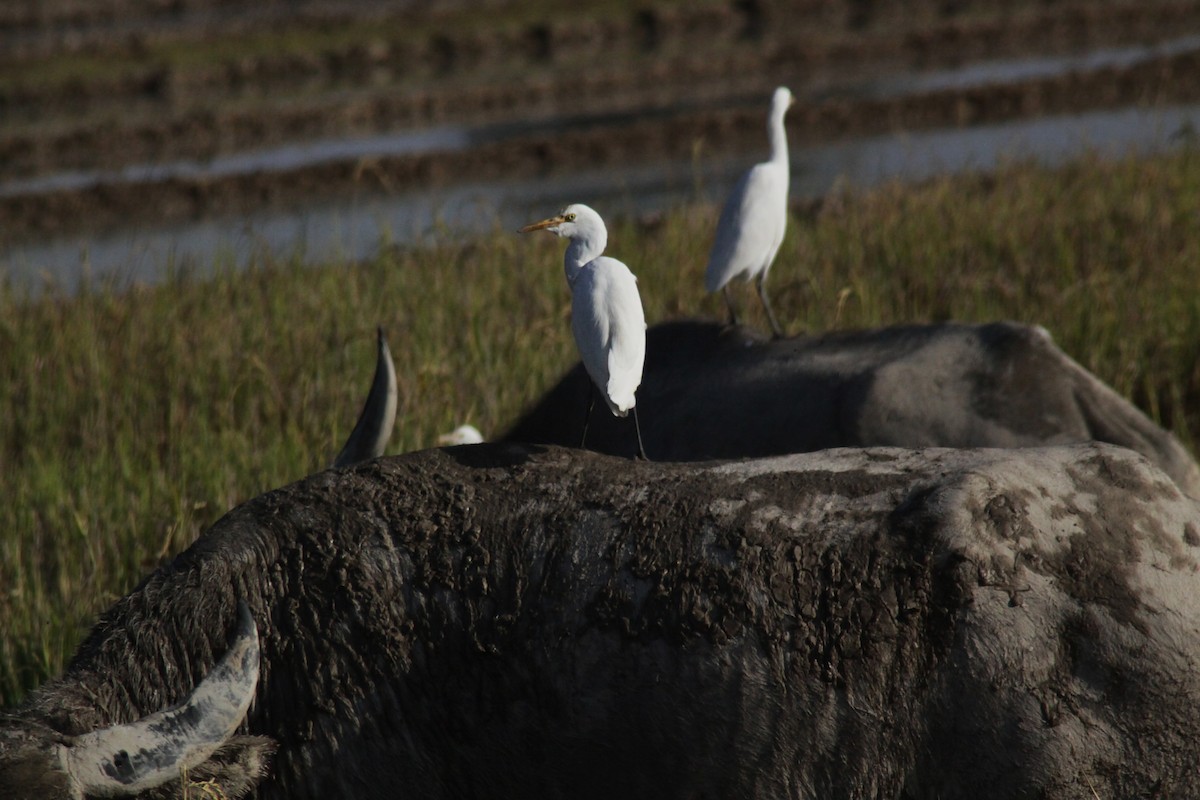 Чапля єгипетська східна - ML647671025