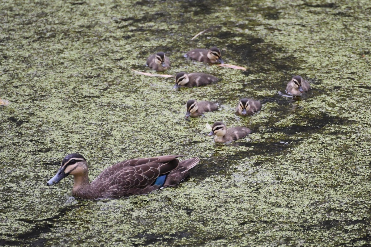 Крижень австралійський - ML647671026