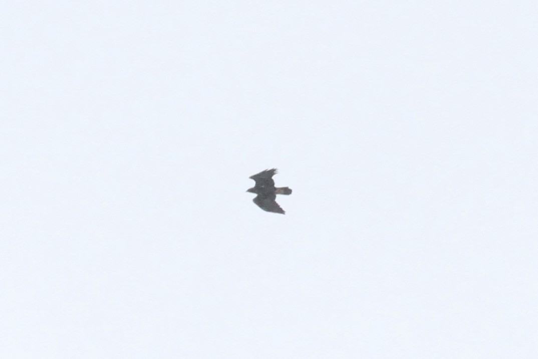 Беркут - ML647671029