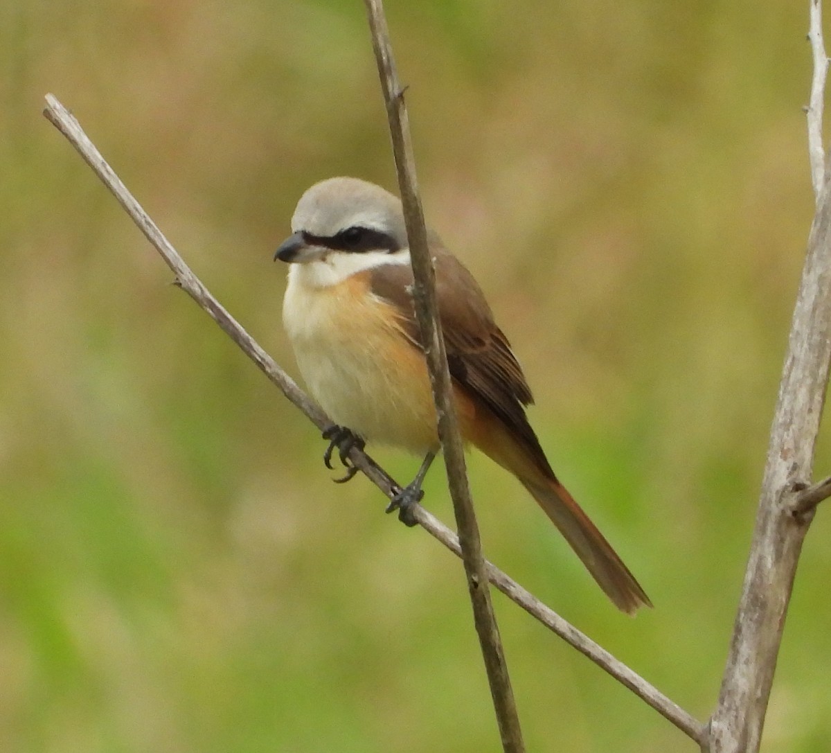 Сорокопуд сибірський - ML647671032