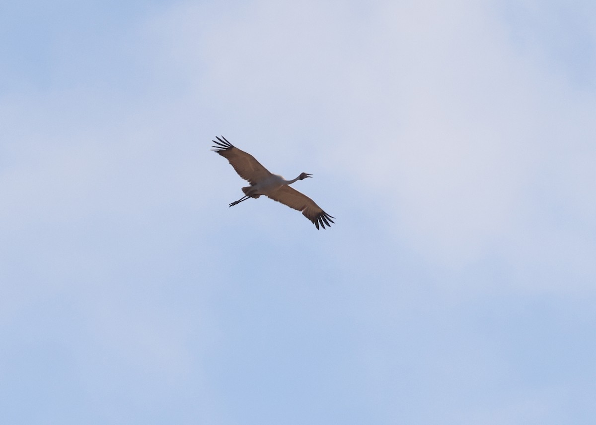 Журавель австралійський - ML647671033