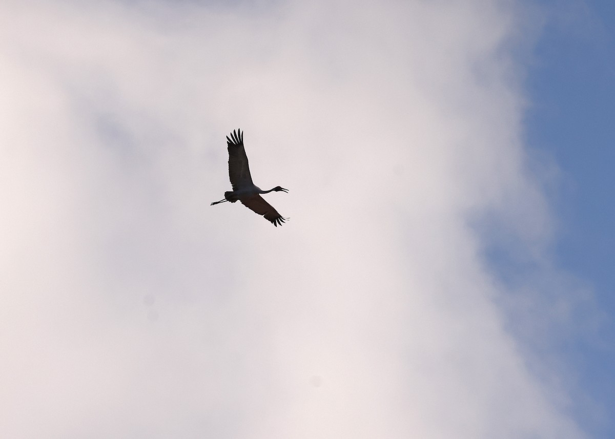 Журавель австралійський - ML647671035