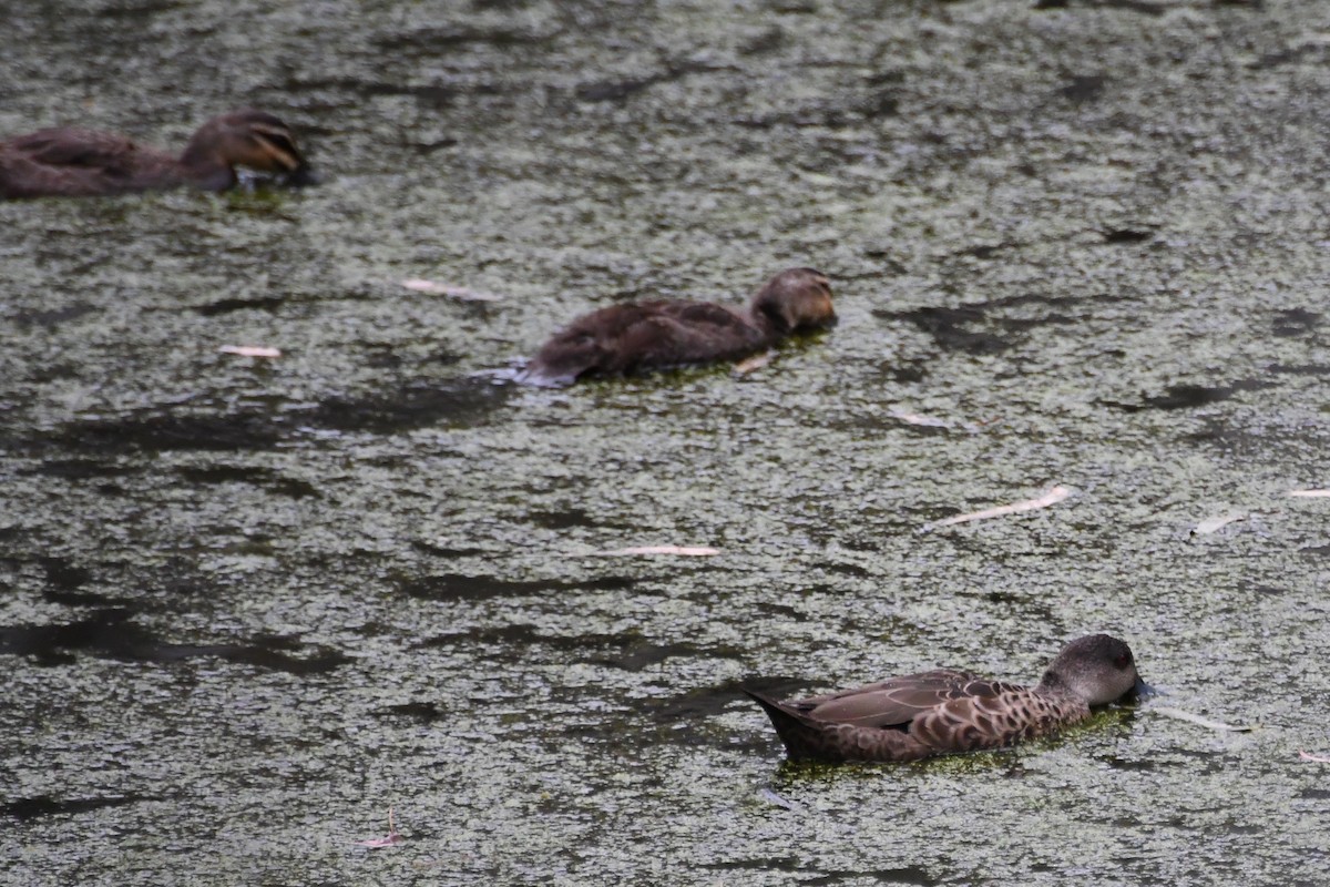 čírka bělohrdlá - ML647671037