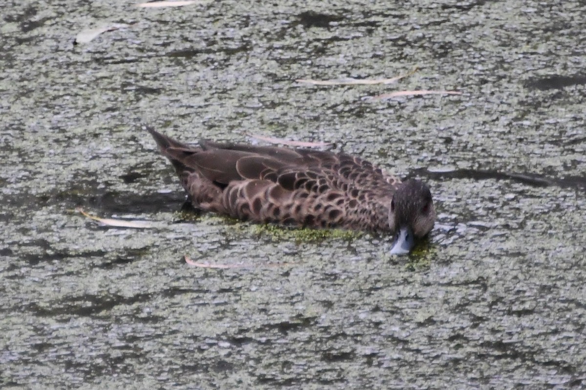 Чирянка світлогорла - ML647671038