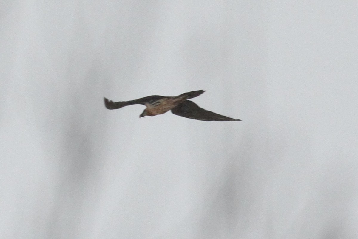 Ягнятник - ML647671039