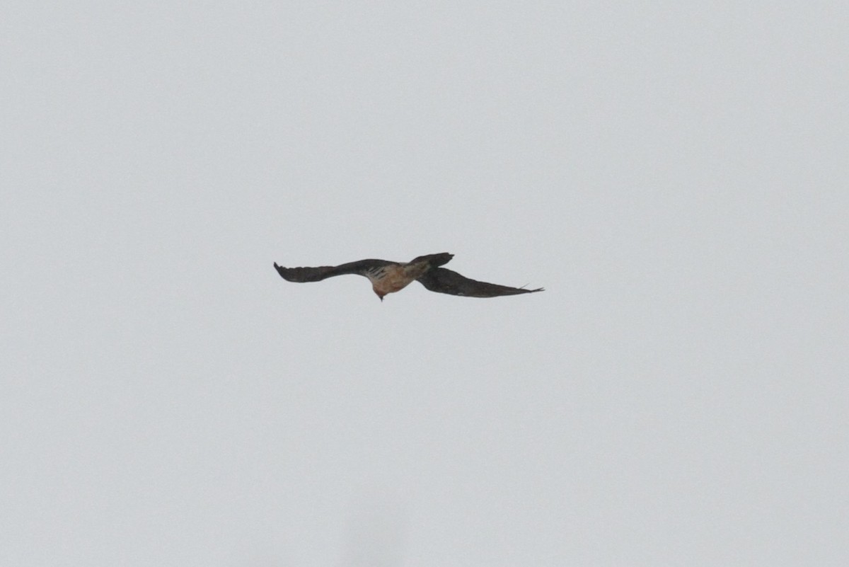 Ягнятник - ML647671040