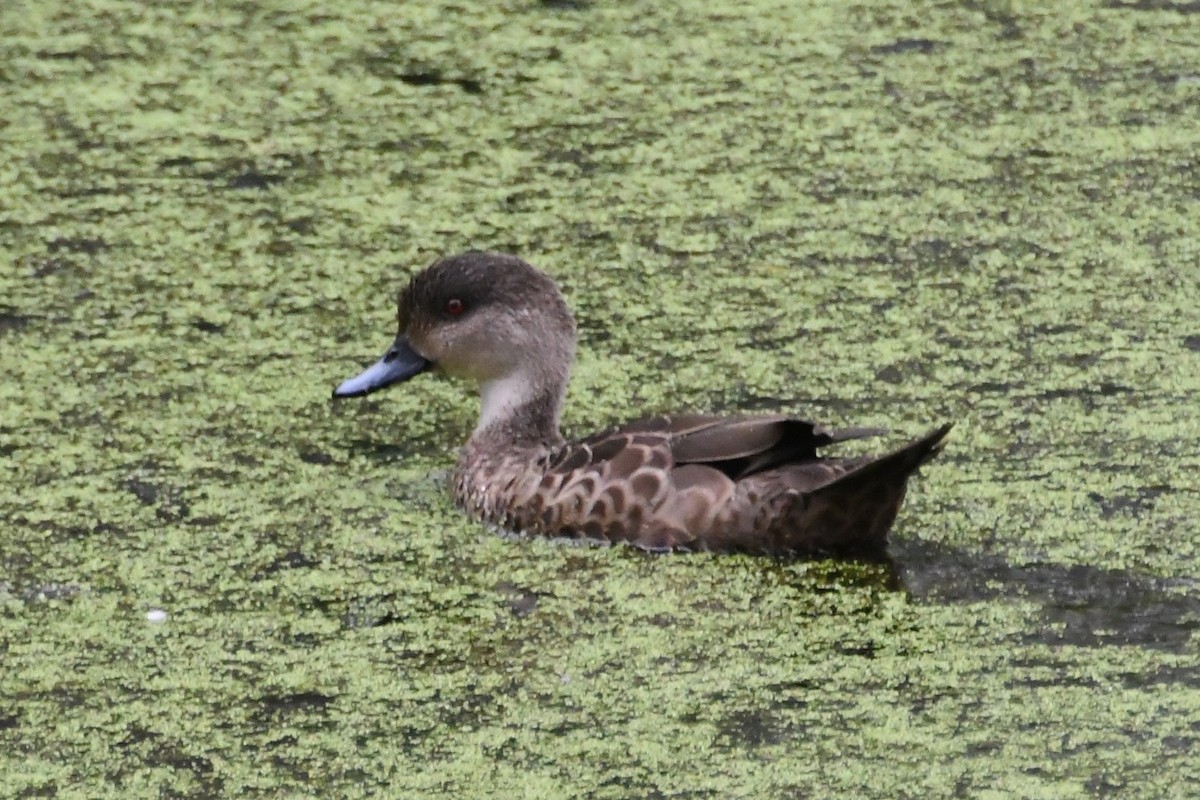 čírka bělohrdlá - ML647671041