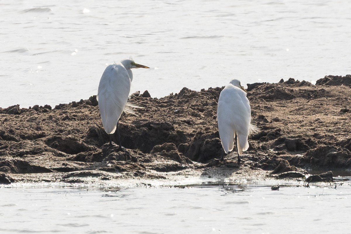 volavka subsaharská - ML647671043