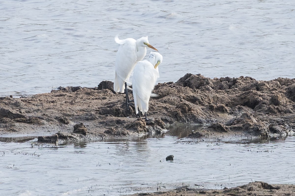 volavka subsaharská - ML647671044