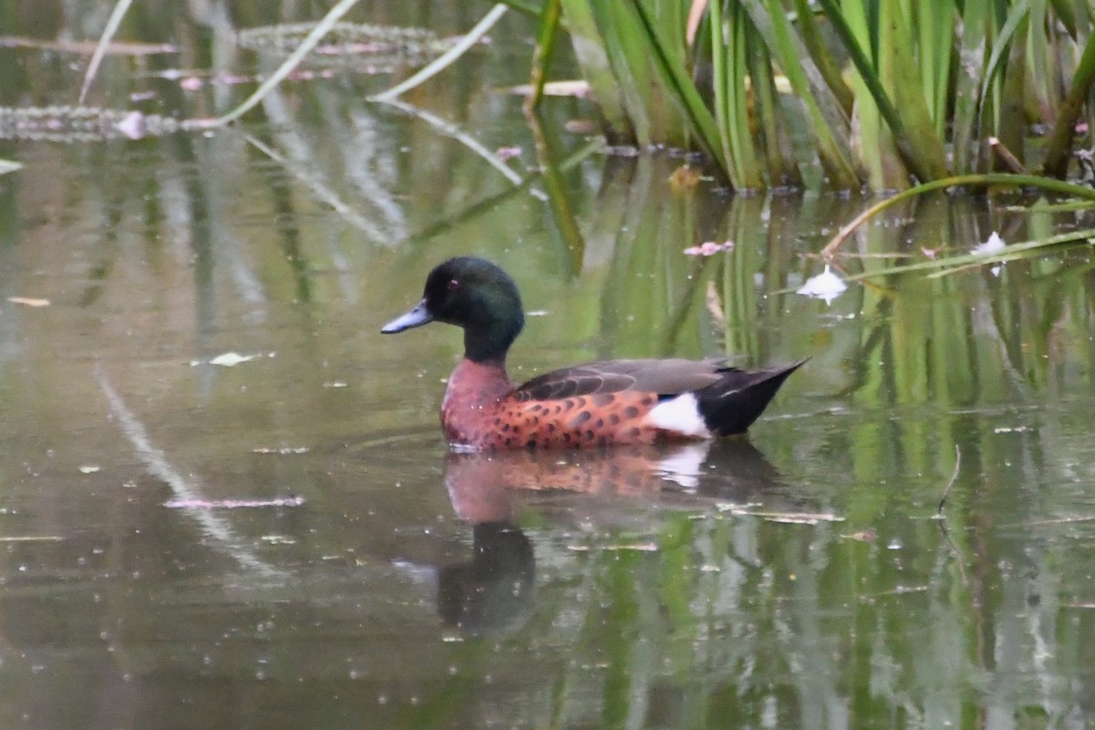 čírka kaštanová - ML647671045