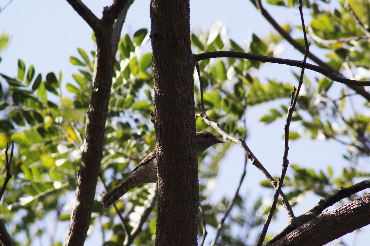 krutihlav obecný - ML647671047