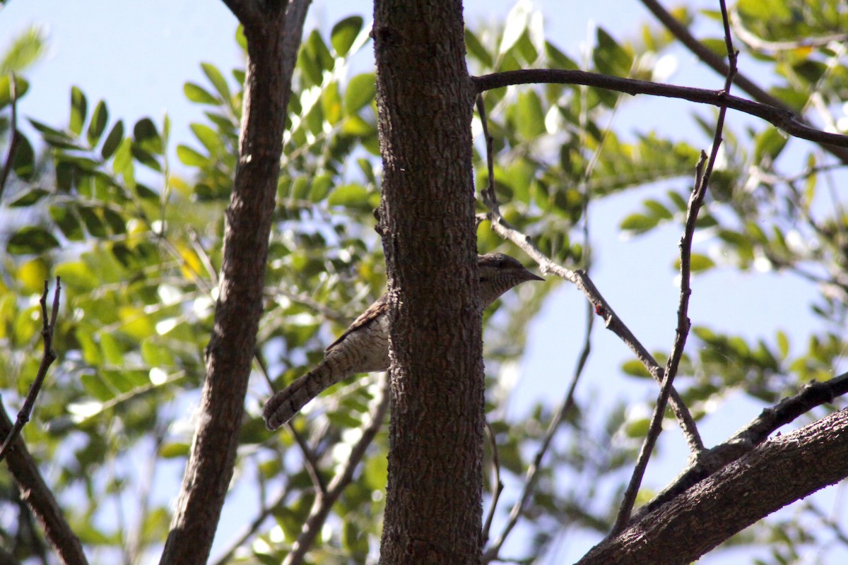 krutihlav obecný - ML647671048