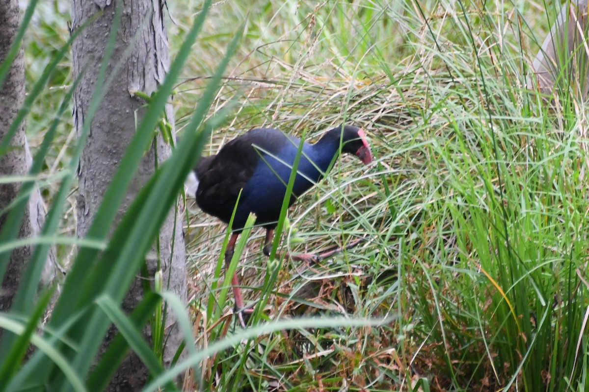 slípka australasijská - ML647671049