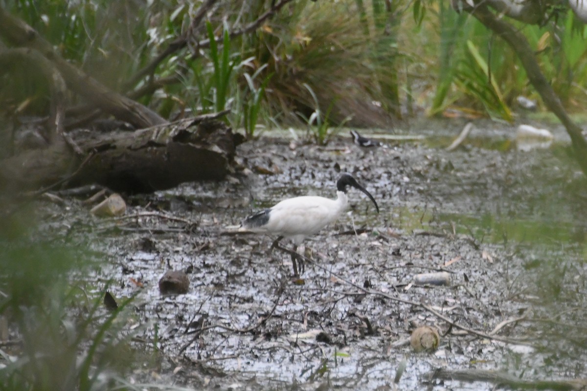 ibis australský - ML647671050