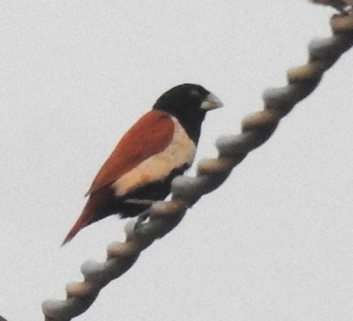 panenka tříbarvá - ML647671051