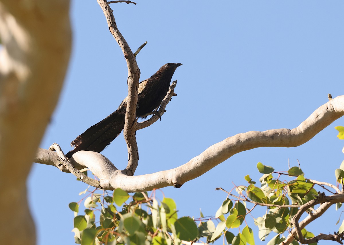 kukačka bažantí - ML647671053