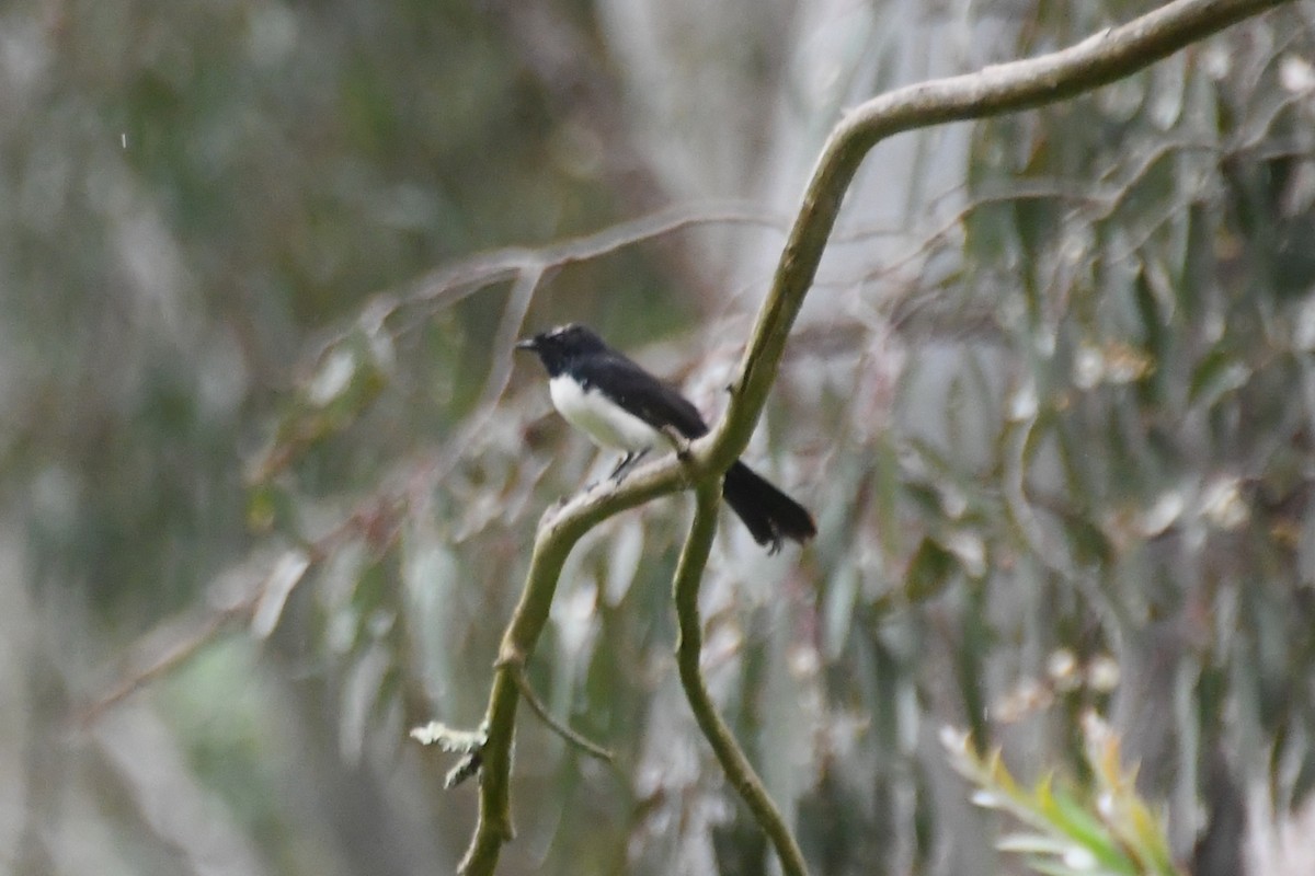 Willie-wagtail - ML647671054