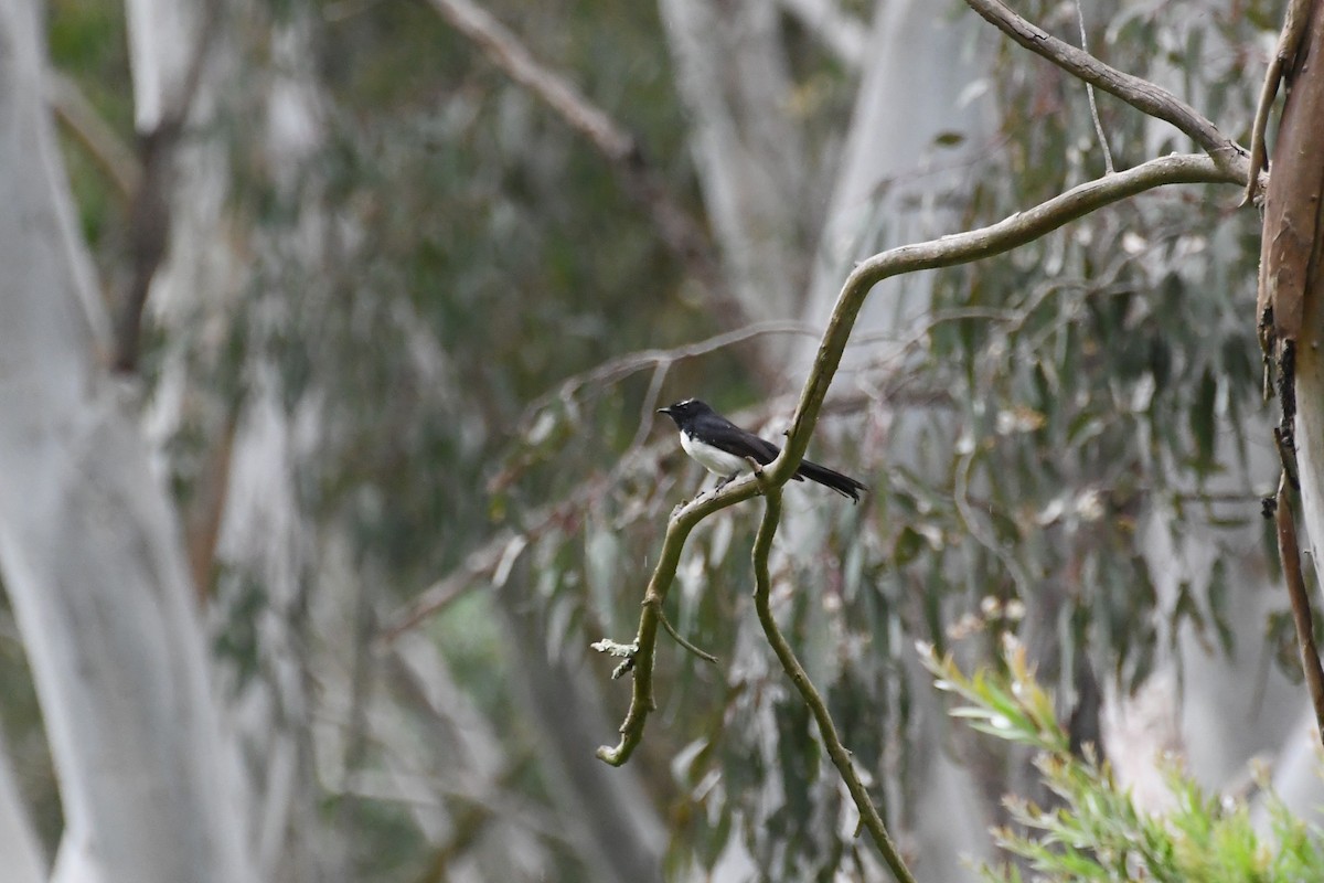 Willie-wagtail - ML647671055